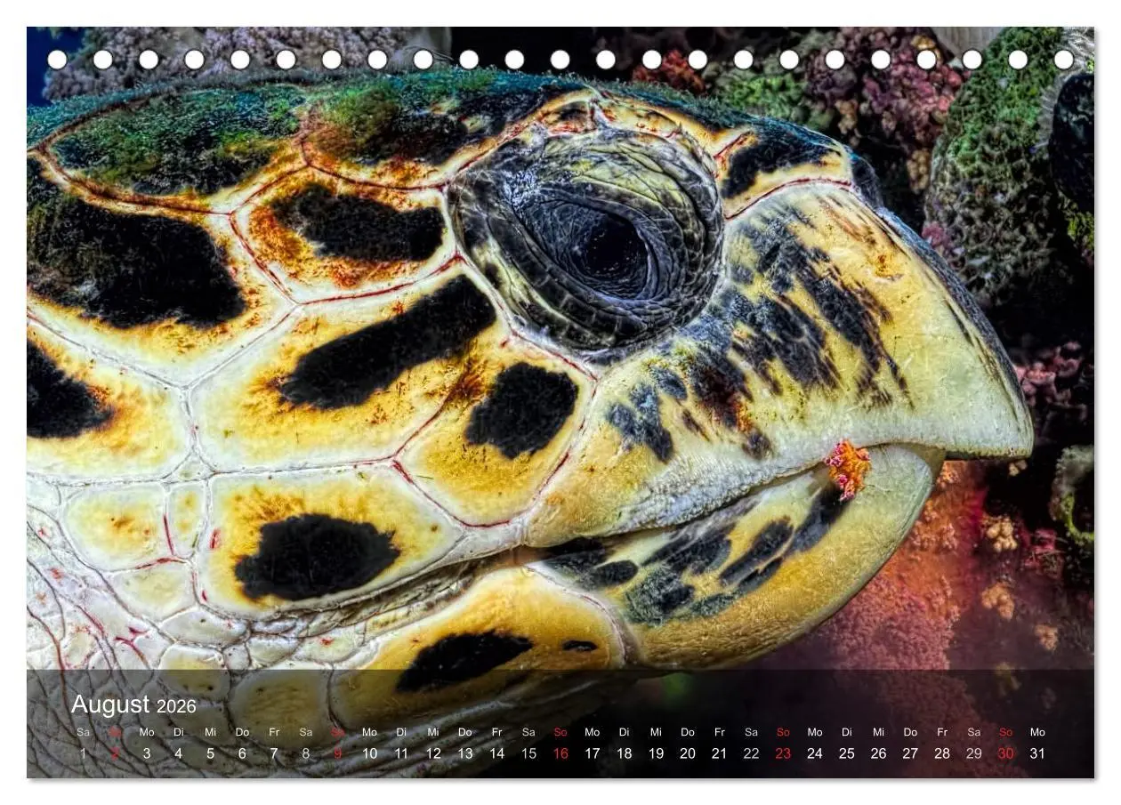 Bild: 9783516049091 | Schildkröten des Ozeans (Tischkalender 2026 DIN A5 quer), CALVENDO...