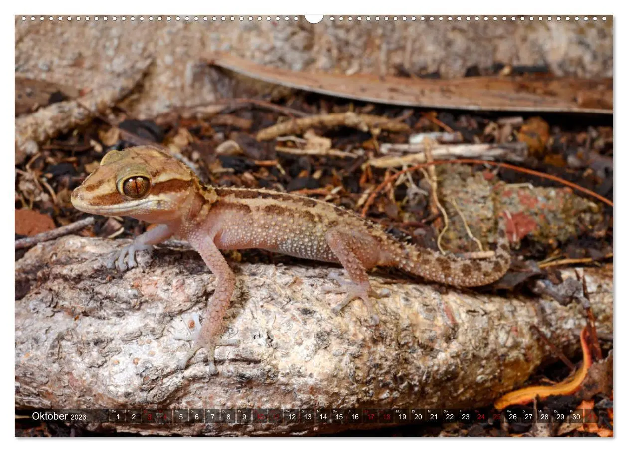 Bild: 9783457709191 | Reptilien auf Madagaskar (hochwertiger Premium Wandkalender 2026...