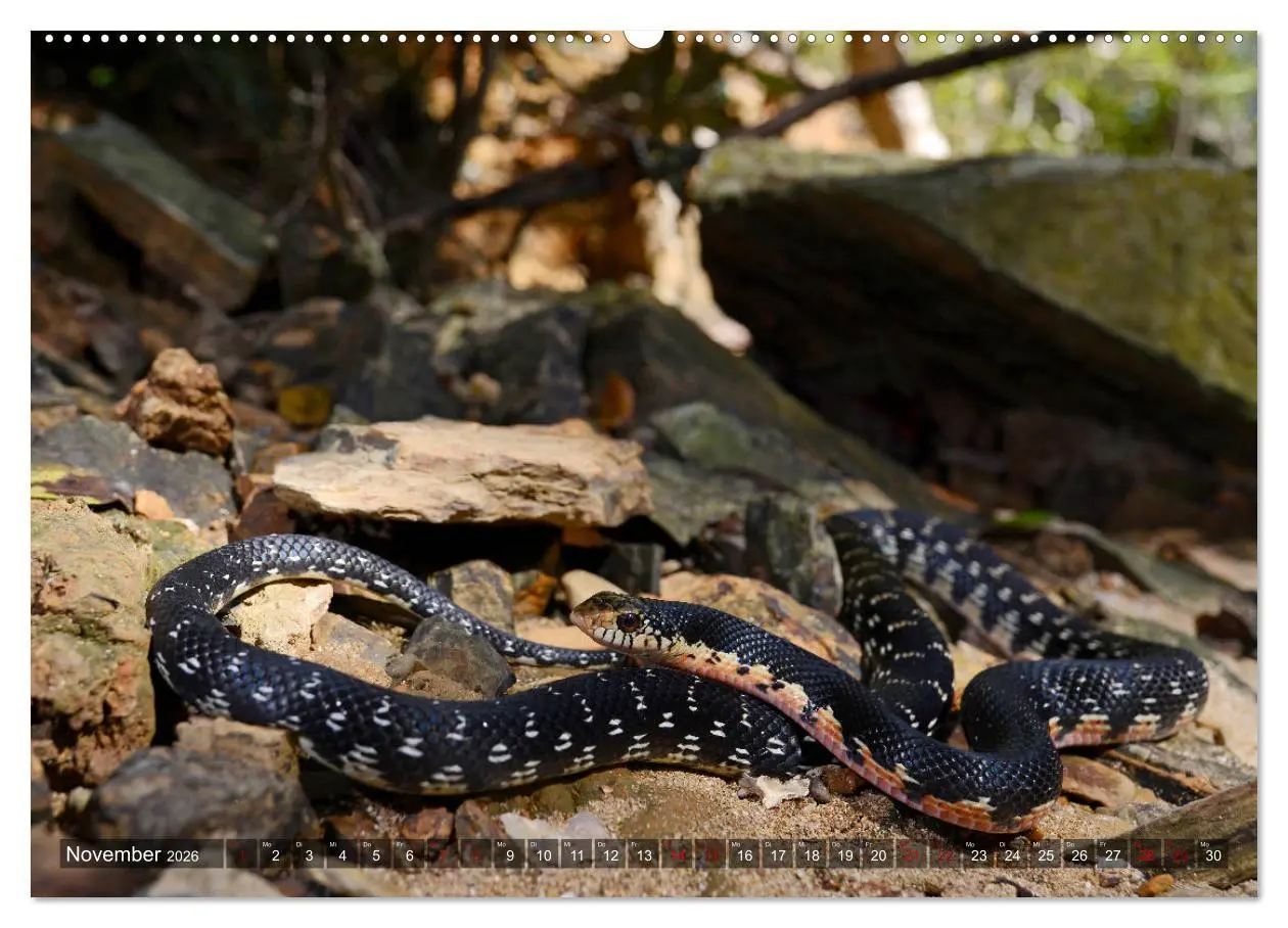 Bild: 9783457709191 | Reptilien auf Madagaskar (hochwertiger Premium Wandkalender 2026...