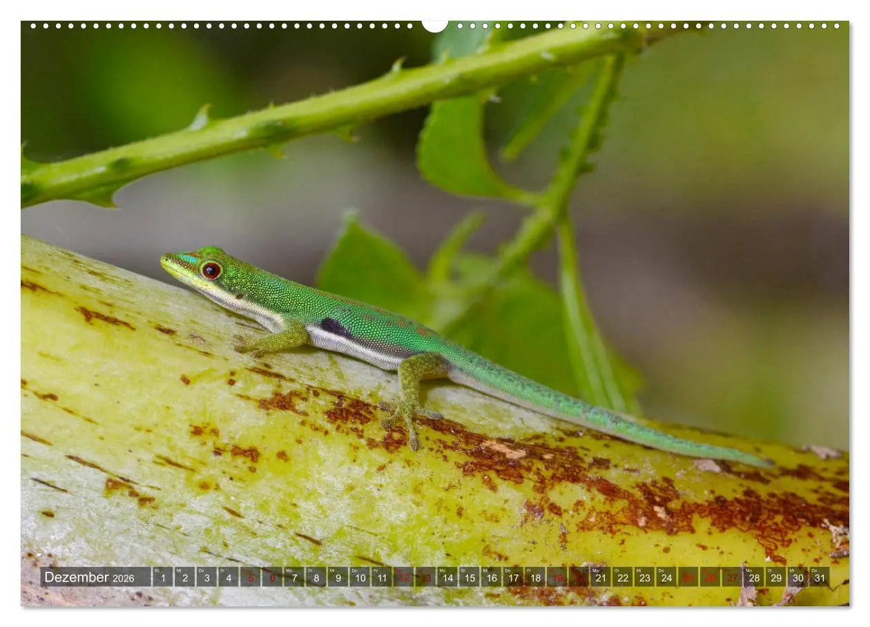 Bild: 9783457709191 | Reptilien auf Madagaskar (hochwertiger Premium Wandkalender 2026...