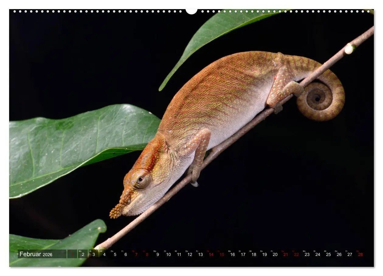 Bild: 9783457709191 | Reptilien auf Madagaskar (hochwertiger Premium Wandkalender 2026...