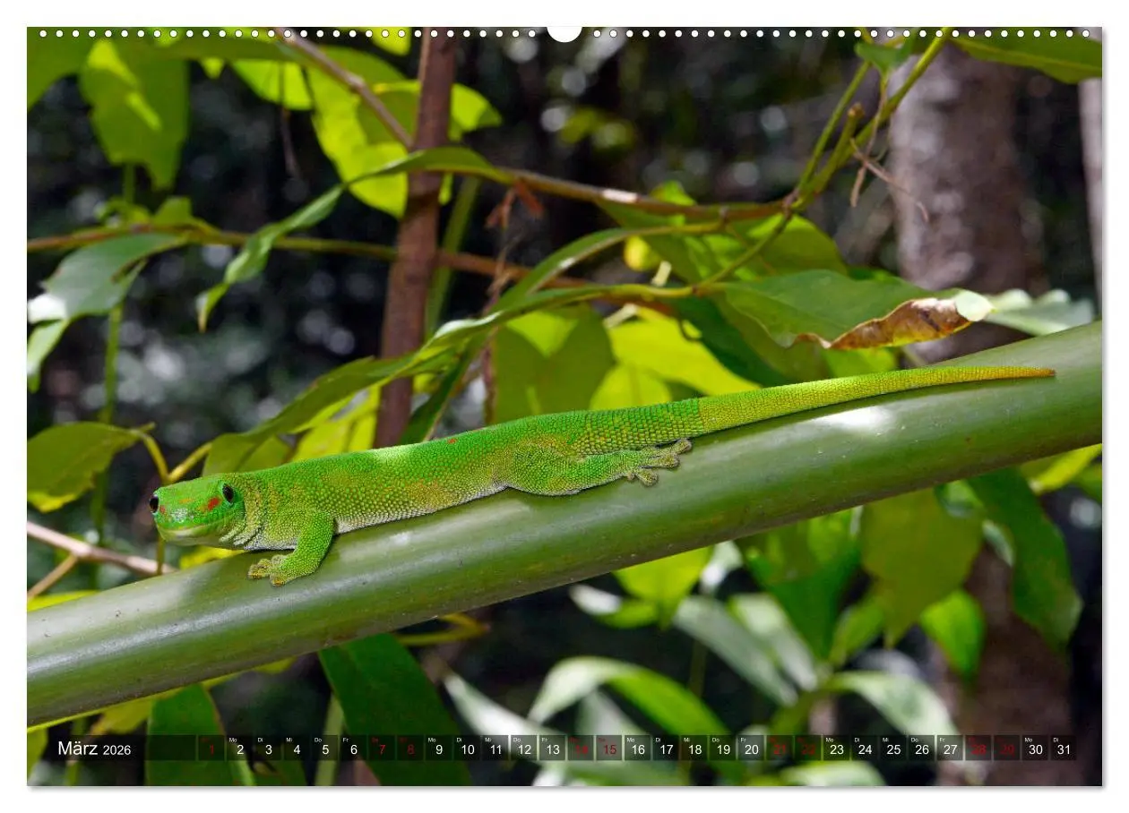 Bild: 9783457709191 | Reptilien auf Madagaskar (hochwertiger Premium Wandkalender 2026...