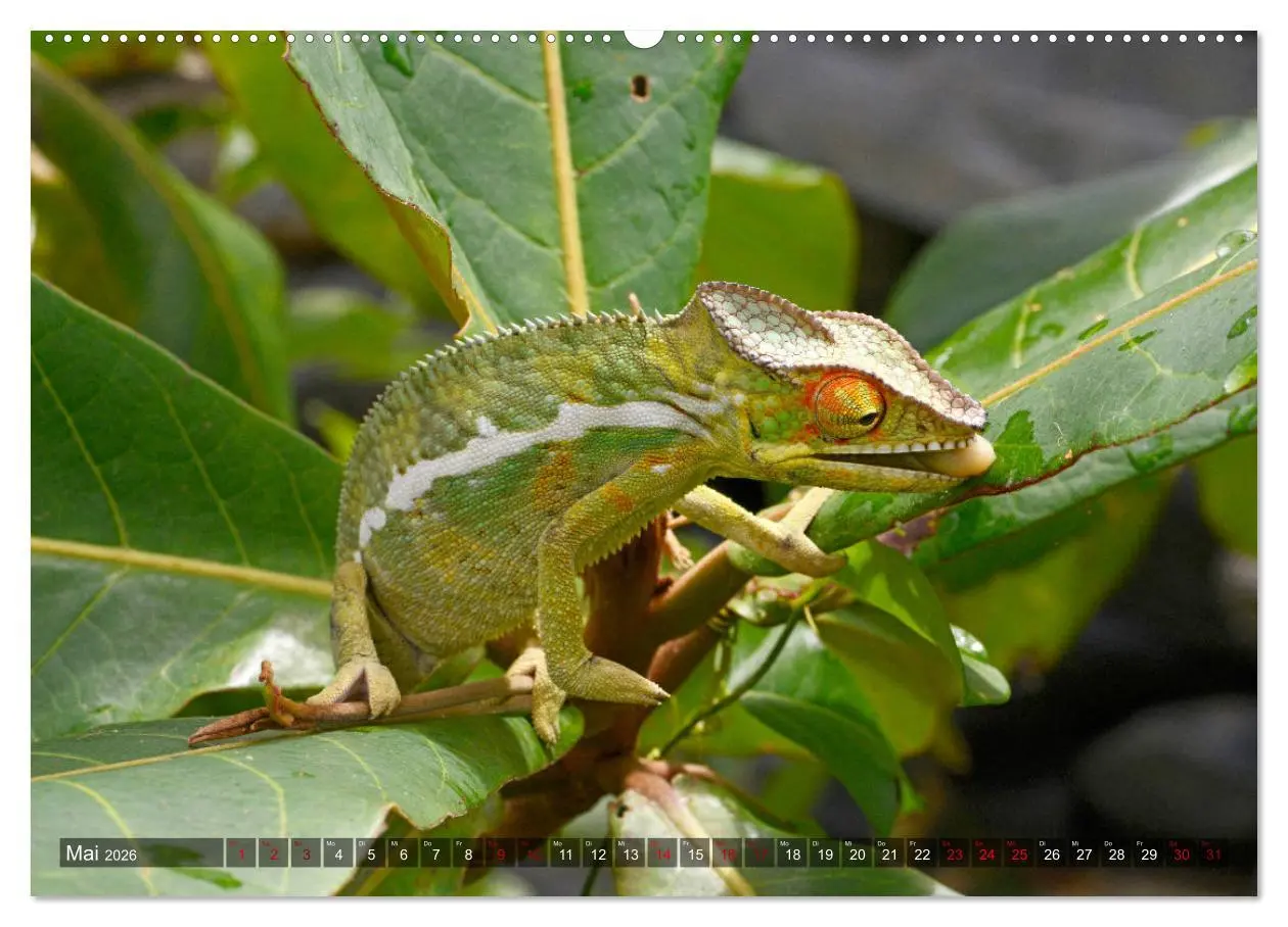 Bild: 9783457709191 | Reptilien auf Madagaskar (hochwertiger Premium Wandkalender 2026...