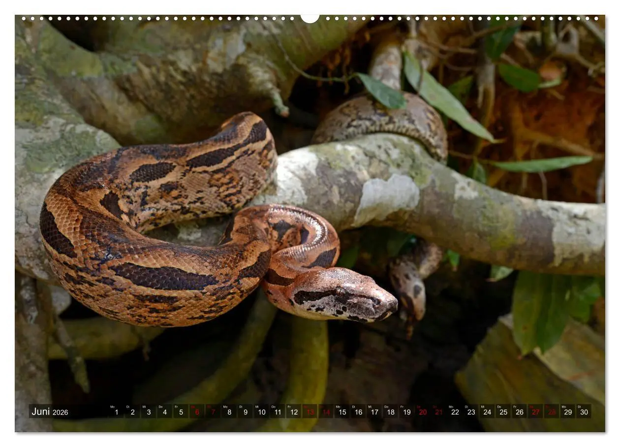 Bild: 9783457709191 | Reptilien auf Madagaskar (hochwertiger Premium Wandkalender 2026...