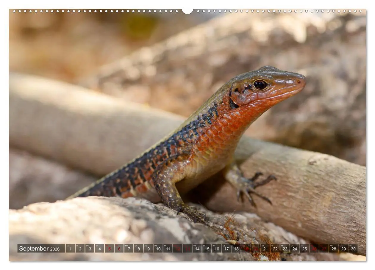 Bild: 9783457709191 | Reptilien auf Madagaskar (hochwertiger Premium Wandkalender 2026...