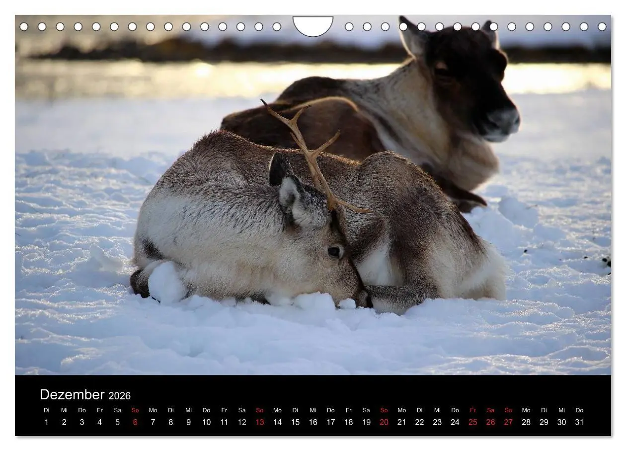 Bild: 9783457949191 | Wintertraum Nordnorwegen (Wandkalender 2026 DIN A4 quer), CALVENDO...