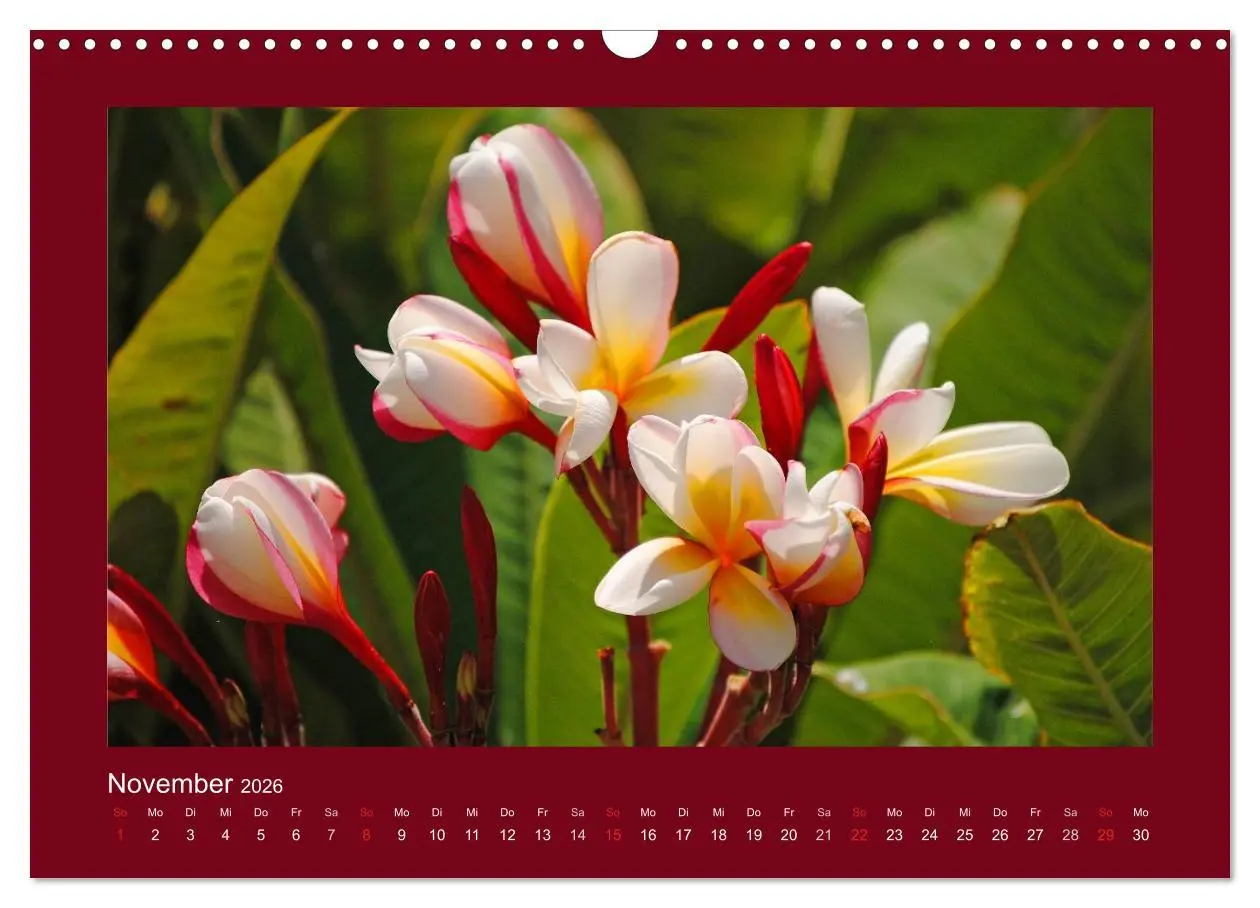 Bild: 9783516039191 | Aloha Blütenzauber aus Hawaii (Wandkalender 2026 DIN A3 quer),...