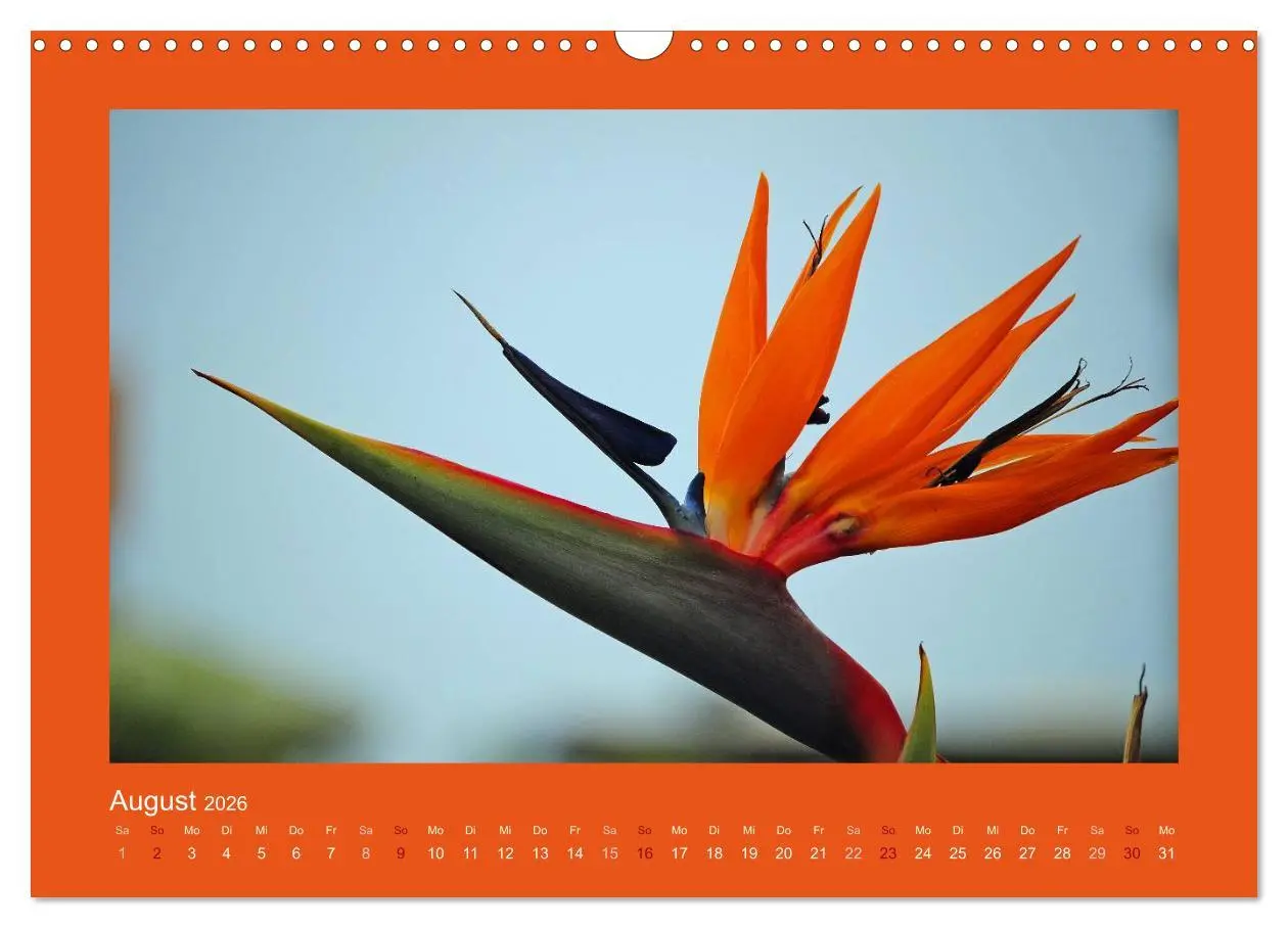 Bild: 9783516039191 | Aloha Blütenzauber aus Hawaii (Wandkalender 2026 DIN A3 quer),...