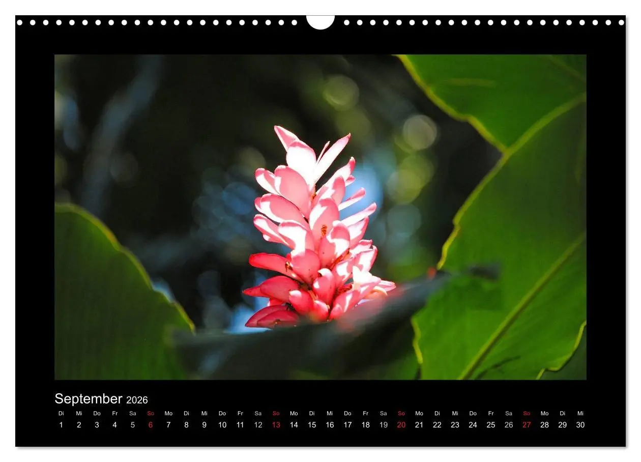 Bild: 9783516039191 | Aloha Blütenzauber aus Hawaii (Wandkalender 2026 DIN A3 quer),...