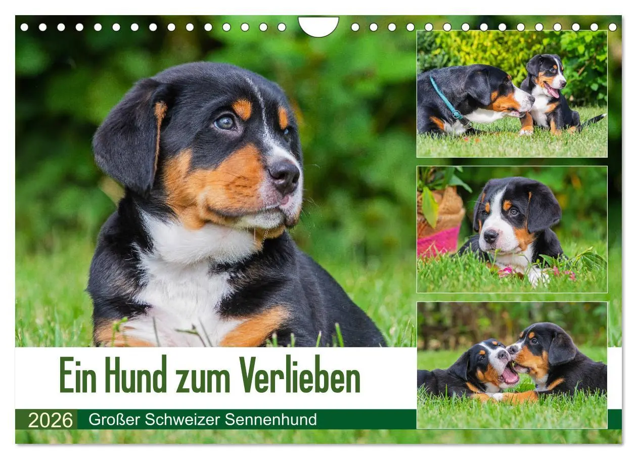Cover: 9783457779491 | Ein Hund zum Verlieben - Großer Schweizer Sennenhund (Wandkalender...