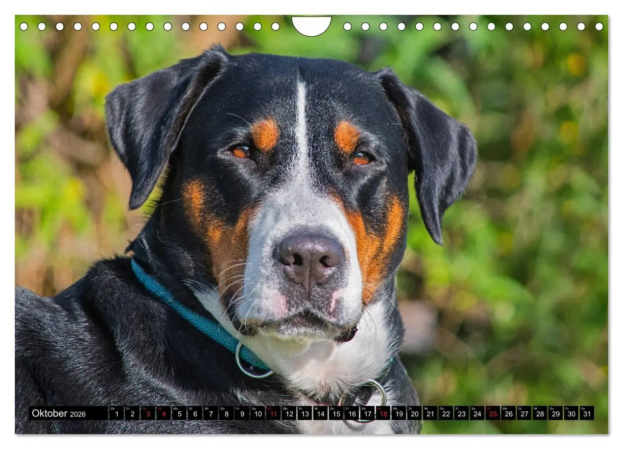 Bild: 9783457779491 | Ein Hund zum Verlieben - Großer Schweizer Sennenhund (Wandkalender...