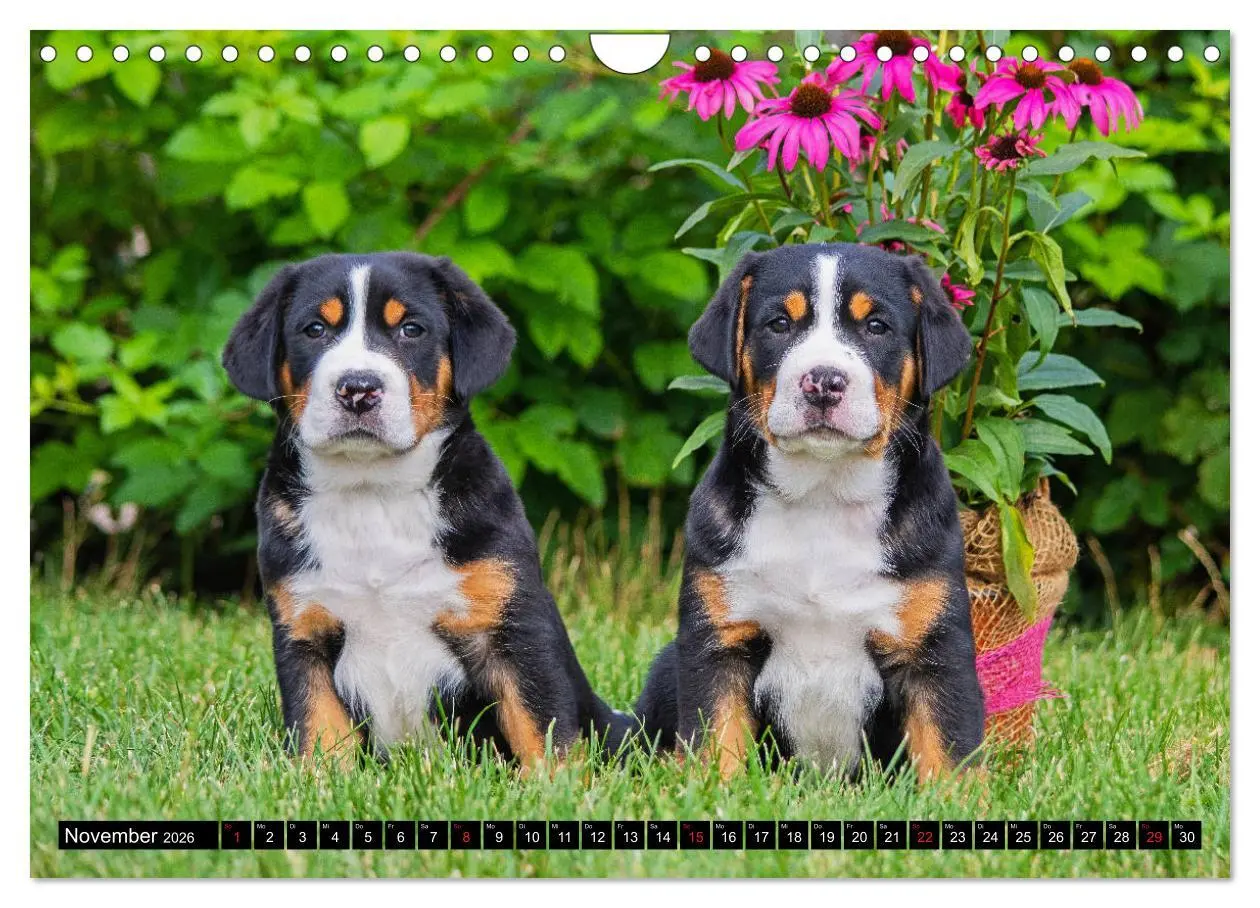 Bild: 9783457779491 | Ein Hund zum Verlieben - Großer Schweizer Sennenhund (Wandkalender...