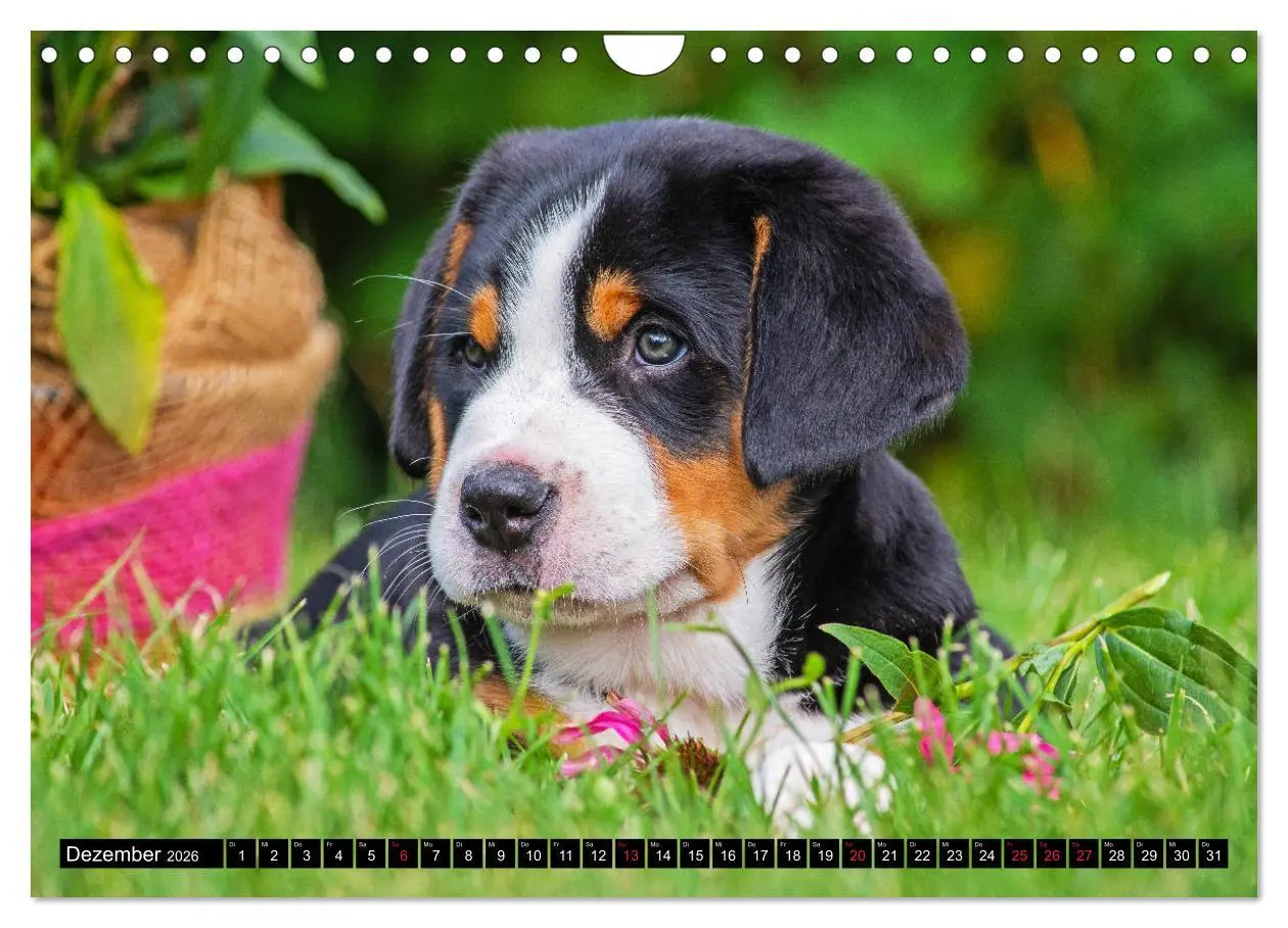 Bild: 9783457779491 | Ein Hund zum Verlieben - Großer Schweizer Sennenhund (Wandkalender...