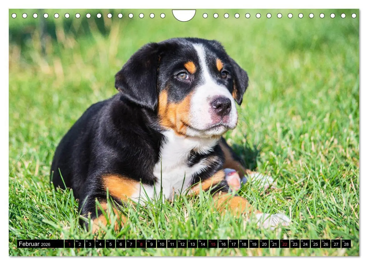 Bild: 9783457779491 | Ein Hund zum Verlieben - Großer Schweizer Sennenhund (Wandkalender...