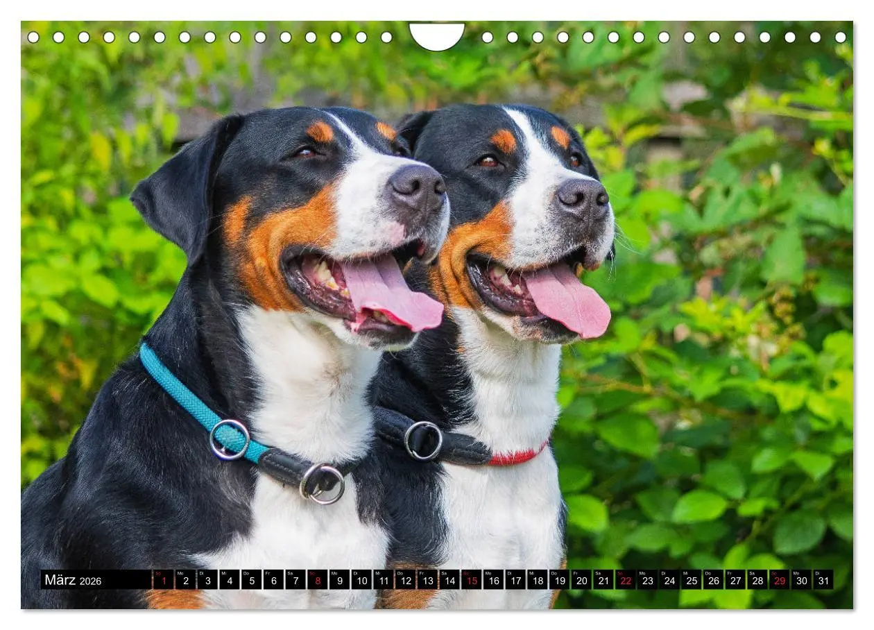 Bild: 9783457779491 | Ein Hund zum Verlieben - Großer Schweizer Sennenhund (Wandkalender...
