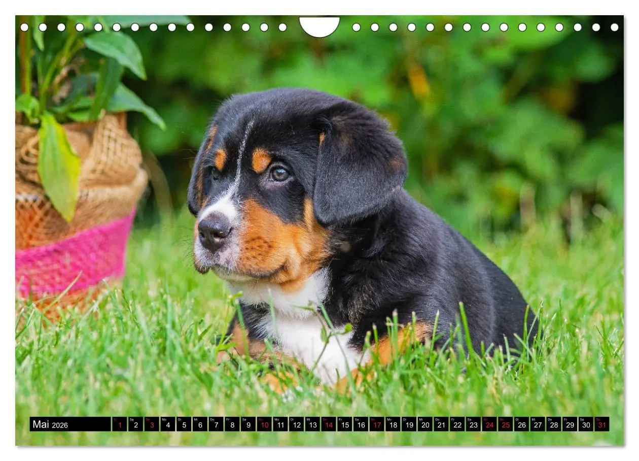 Bild: 9783457779491 | Ein Hund zum Verlieben - Großer Schweizer Sennenhund (Wandkalender...