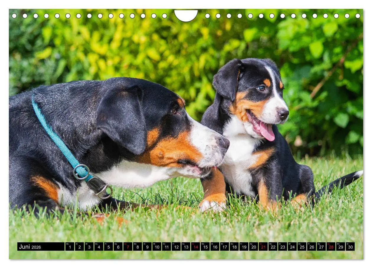 Bild: 9783457779491 | Ein Hund zum Verlieben - Großer Schweizer Sennenhund (Wandkalender...