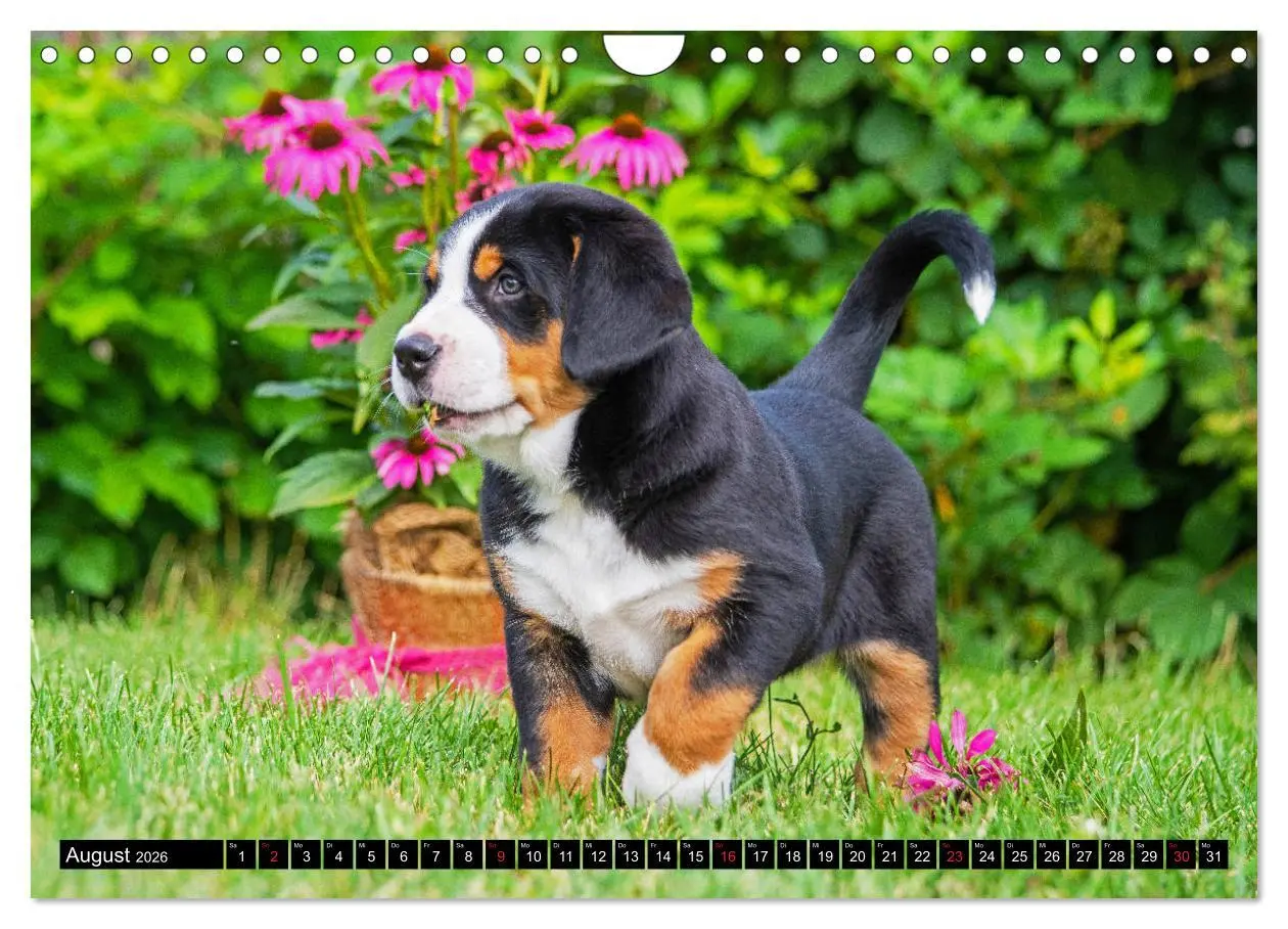 Bild: 9783457779491 | Ein Hund zum Verlieben - Großer Schweizer Sennenhund (Wandkalender...