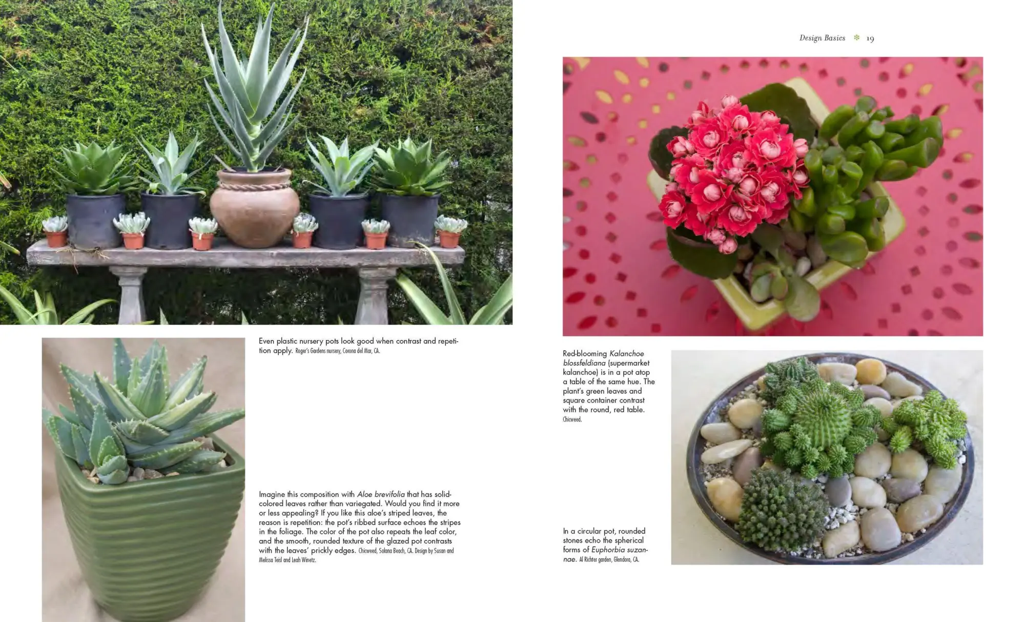 Bild: 9780881929591 | Succulent Container Gardens | Debra Lee Baldwin | Buch | Gebunden