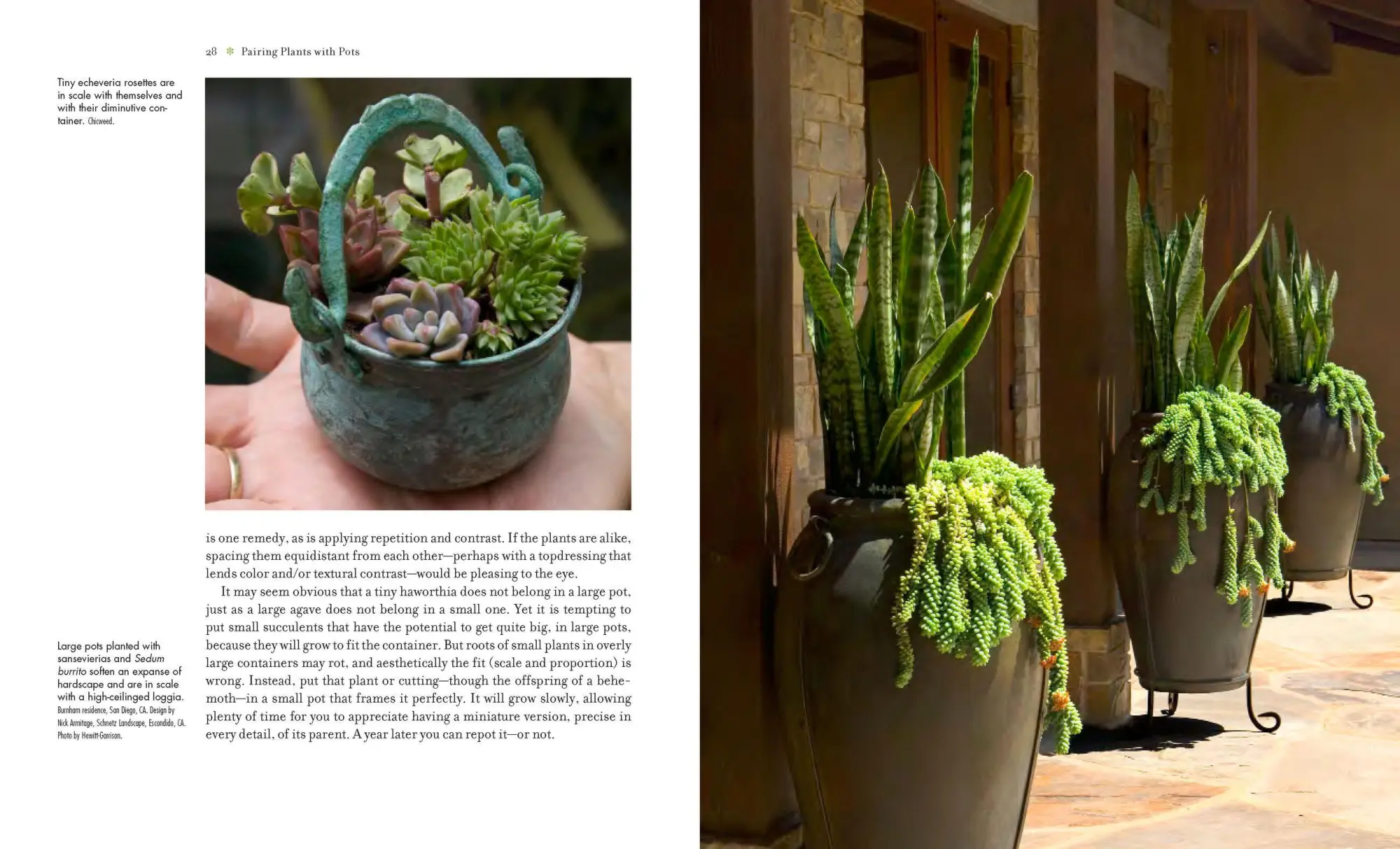 Bild: 9780881929591 | Succulent Container Gardens | Debra Lee Baldwin | Buch | Gebunden