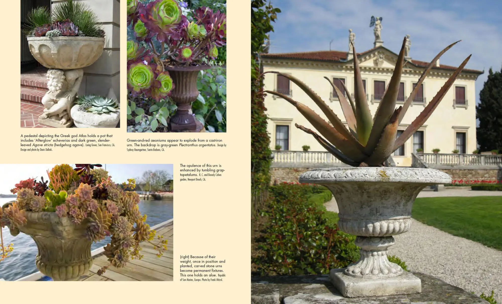 Bild: 9780881929591 | Succulent Container Gardens | Debra Lee Baldwin | Buch | Gebunden