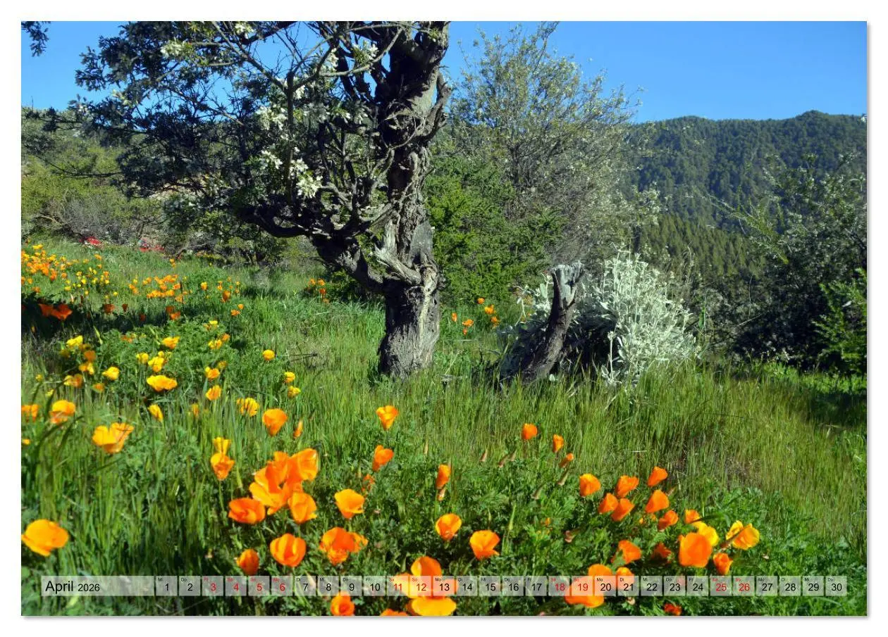 Bild: 9783516619591 | Teneriffa - Insel der Glückseligen (Tischkalender 2026 DIN A5...