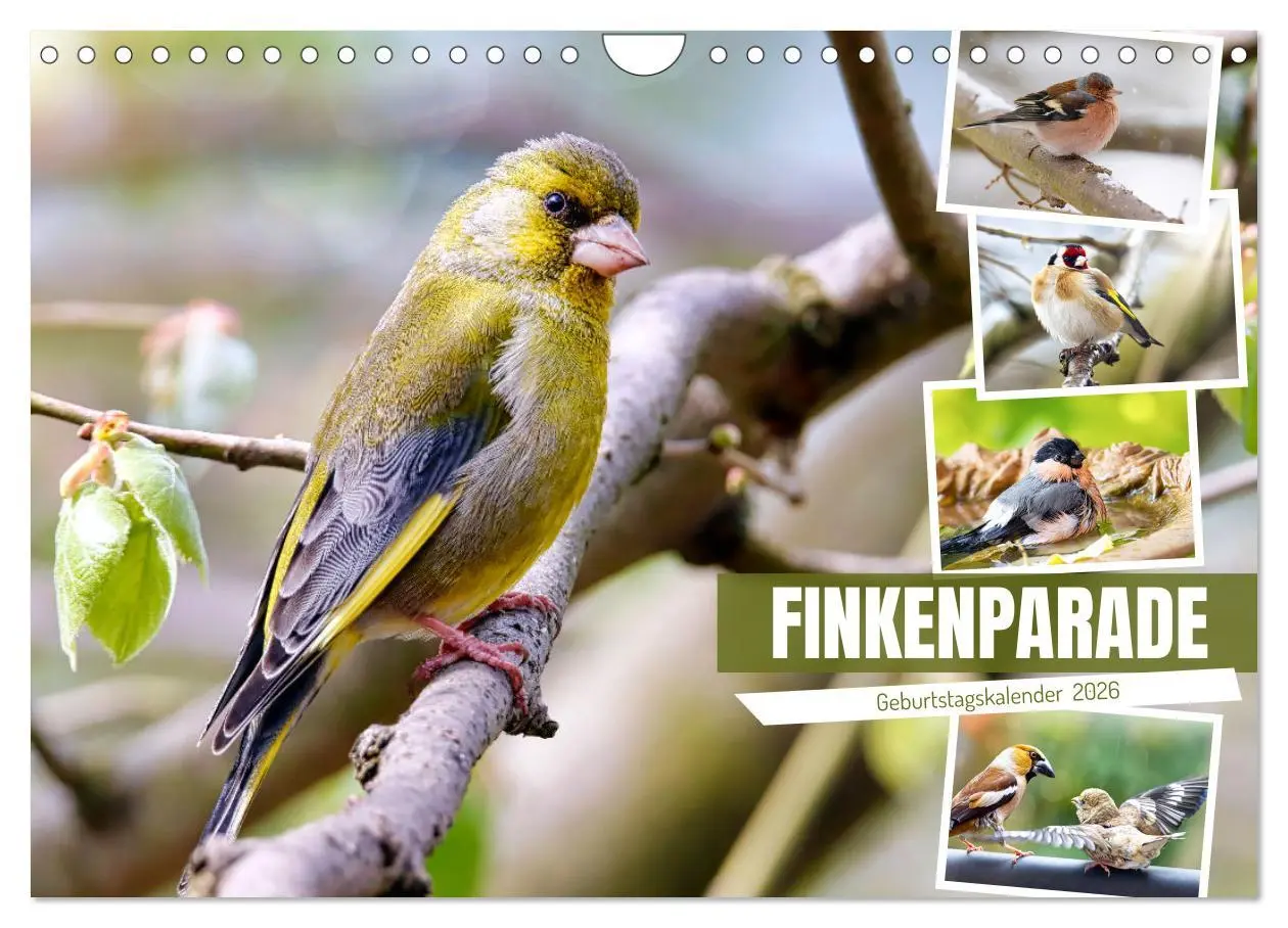 Cover: 9783457379691 | Finkenparade (Wandkalender 2026 DIN A4 quer), CALVENDO Monatskalender