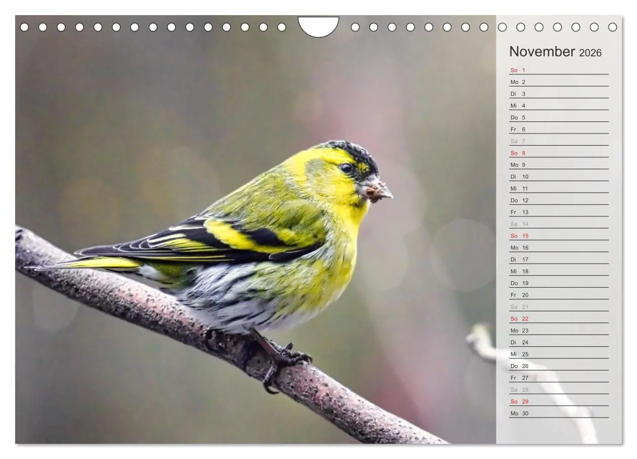 Bild: 9783457379691 | Finkenparade (Wandkalender 2026 DIN A4 quer), CALVENDO Monatskalender