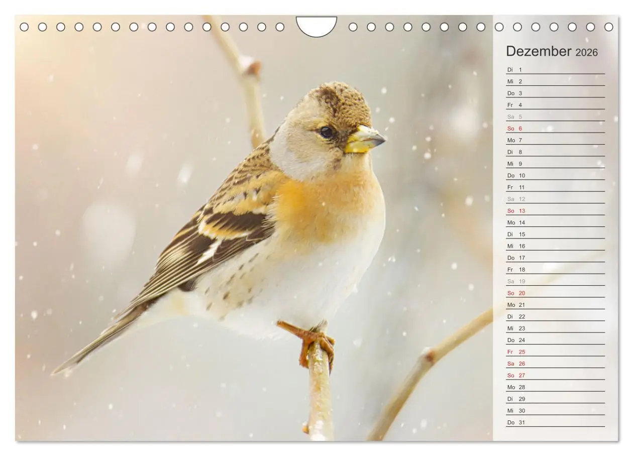 Bild: 9783457379691 | Finkenparade (Wandkalender 2026 DIN A4 quer), CALVENDO Monatskalender