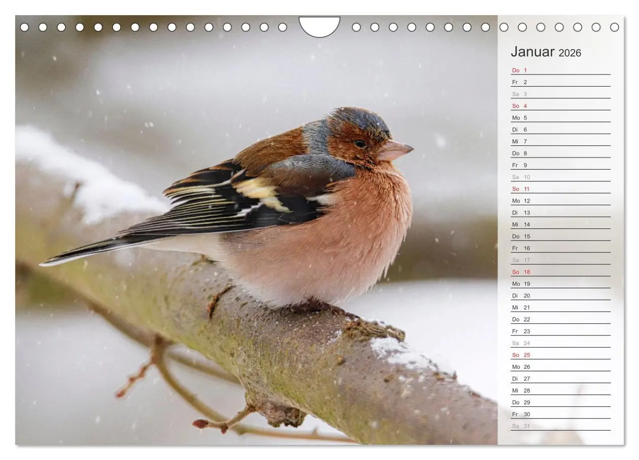 Bild: 9783457379691 | Finkenparade (Wandkalender 2026 DIN A4 quer), CALVENDO Monatskalender