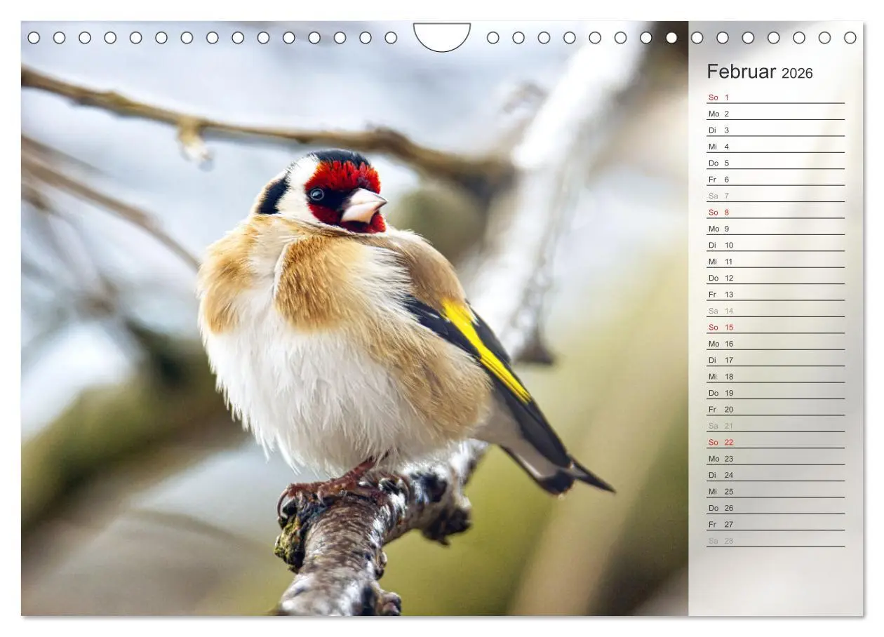 Bild: 9783457379691 | Finkenparade (Wandkalender 2026 DIN A4 quer), CALVENDO Monatskalender