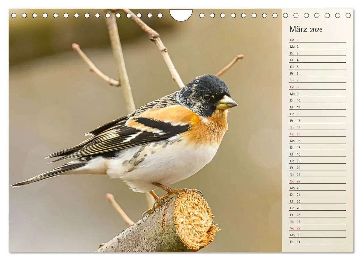 Bild: 9783457379691 | Finkenparade (Wandkalender 2026 DIN A4 quer), CALVENDO Monatskalender