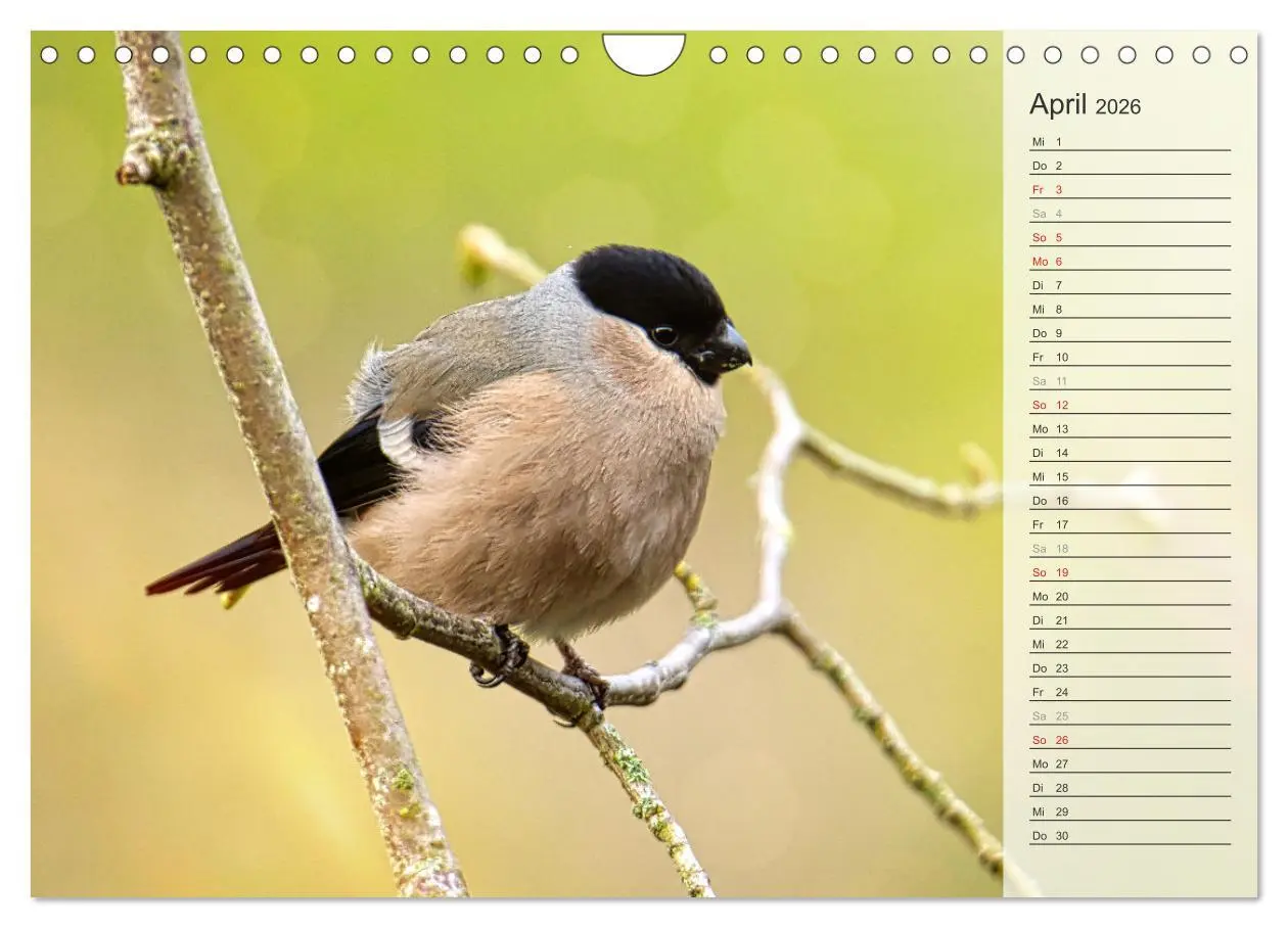 Bild: 9783457379691 | Finkenparade (Wandkalender 2026 DIN A4 quer), CALVENDO Monatskalender
