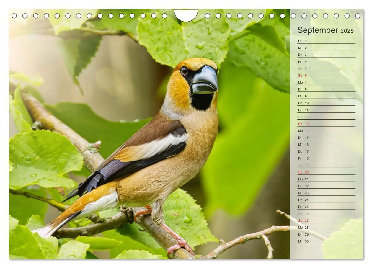 Bild: 9783457379691 | Finkenparade (Wandkalender 2026 DIN A4 quer), CALVENDO Monatskalender