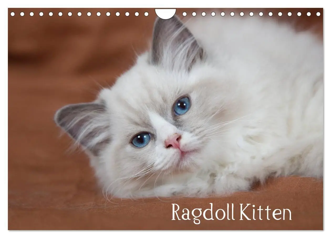 Cover: 9783516159691 | Ragdoll Kitten (Wandkalender 2026 DIN A4 quer), CALVENDO...