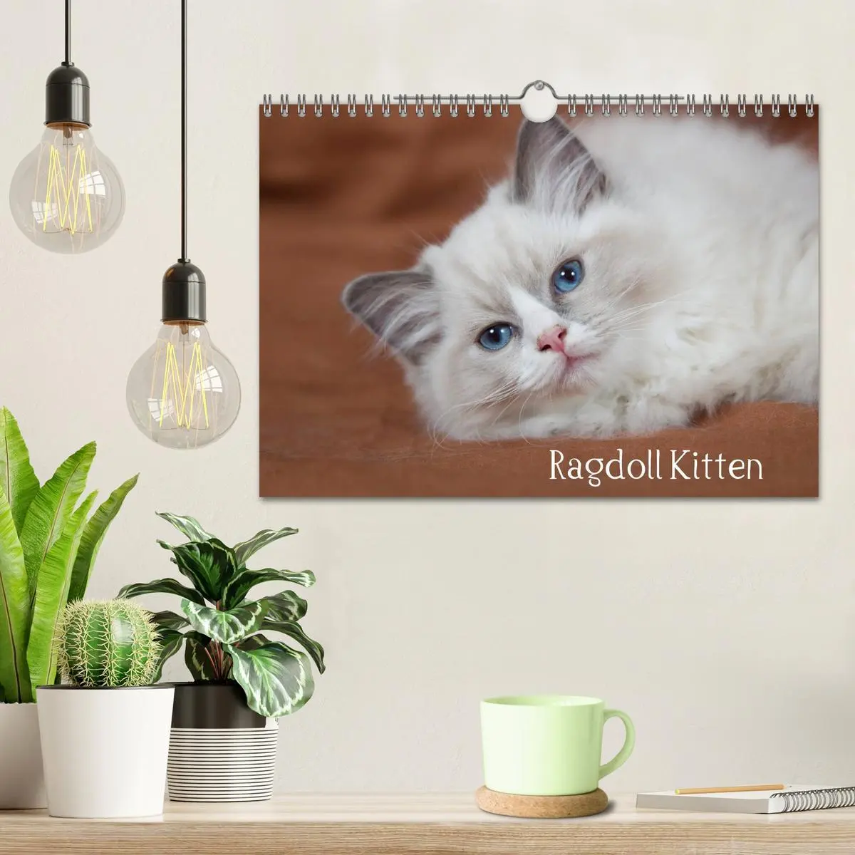 Bild: 9783516159691 | Ragdoll Kitten (Wandkalender 2026 DIN A4 quer), CALVENDO...