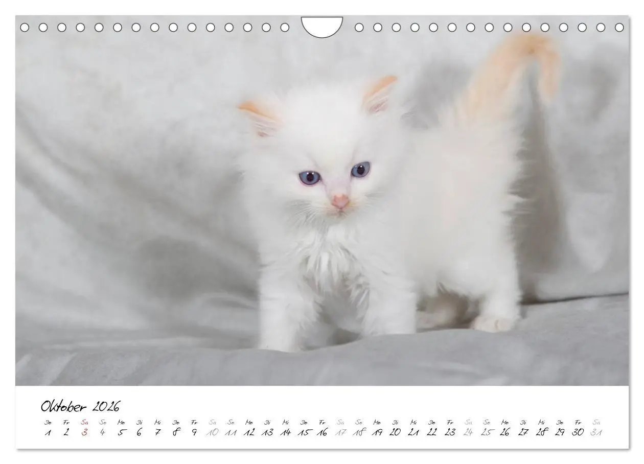 Bild: 9783516159691 | Ragdoll Kitten (Wandkalender 2026 DIN A4 quer), CALVENDO...