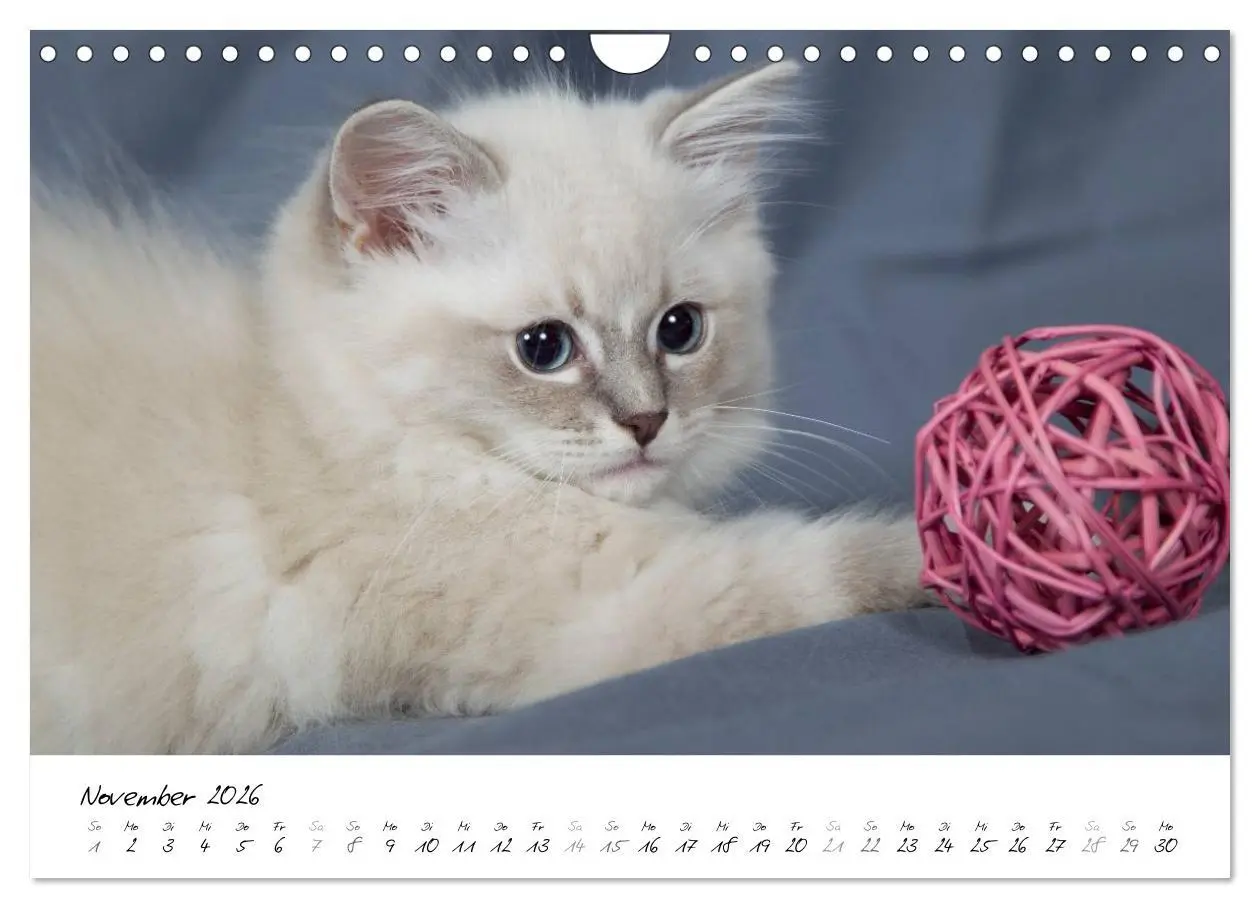 Bild: 9783516159691 | Ragdoll Kitten (Wandkalender 2026 DIN A4 quer), CALVENDO...
