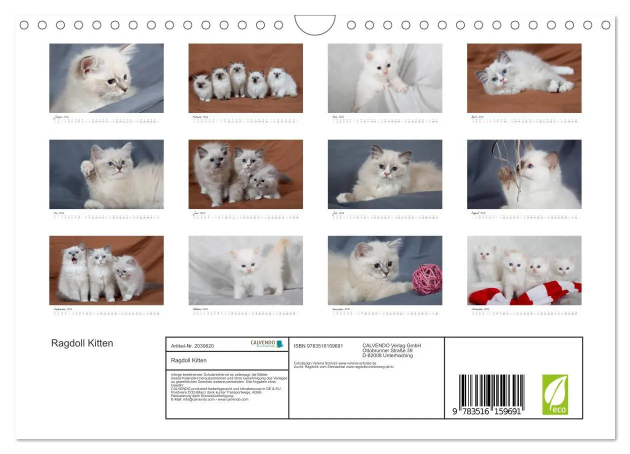 Bild: 9783516159691 | Ragdoll Kitten (Wandkalender 2026 DIN A4 quer), CALVENDO...