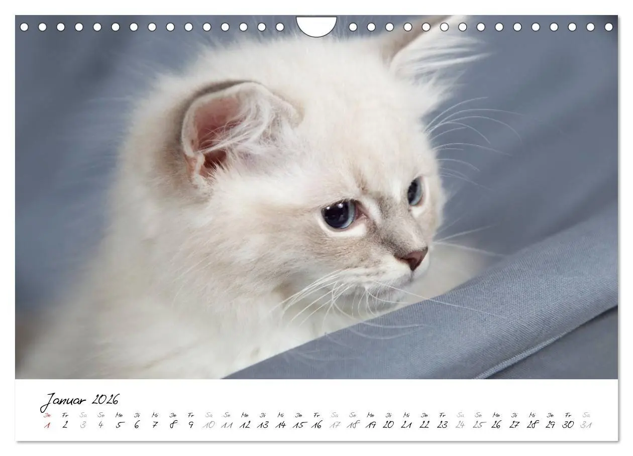 Bild: 9783516159691 | Ragdoll Kitten (Wandkalender 2026 DIN A4 quer), CALVENDO...