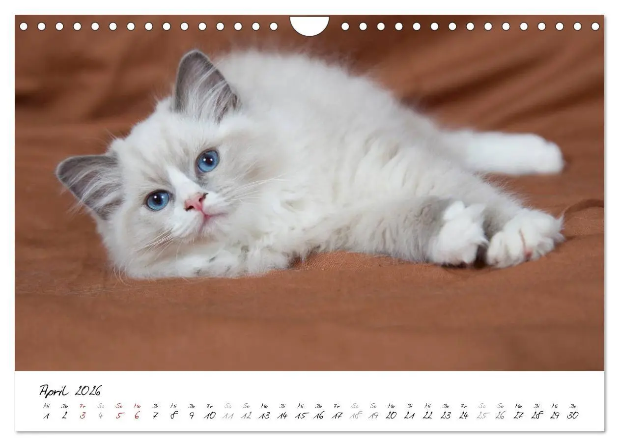 Bild: 9783516159691 | Ragdoll Kitten (Wandkalender 2026 DIN A4 quer), CALVENDO...