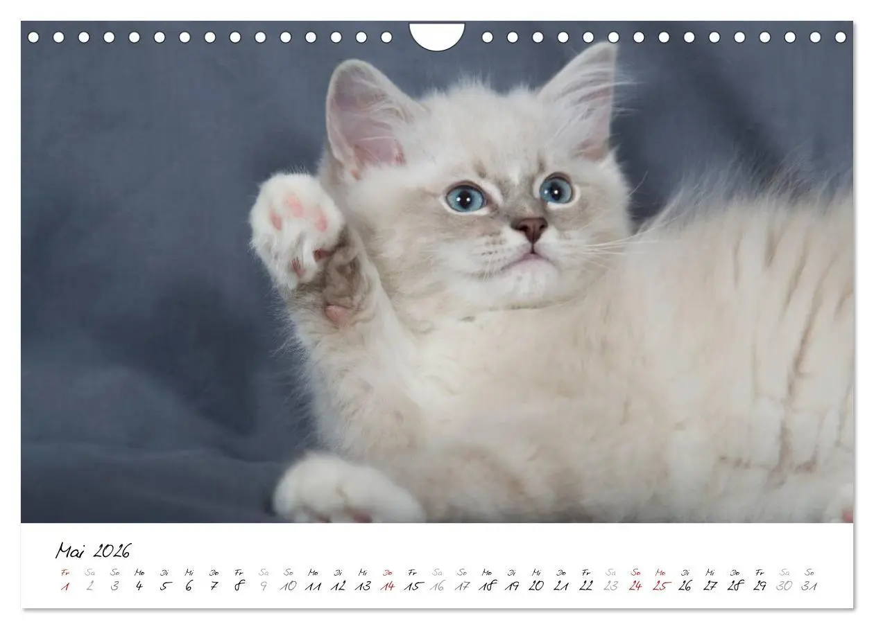 Bild: 9783516159691 | Ragdoll Kitten (Wandkalender 2026 DIN A4 quer), CALVENDO...