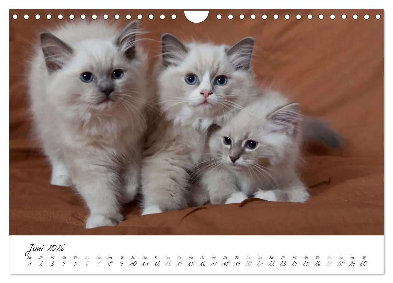 Bild: 9783516159691 | Ragdoll Kitten (Wandkalender 2026 DIN A4 quer), CALVENDO...
