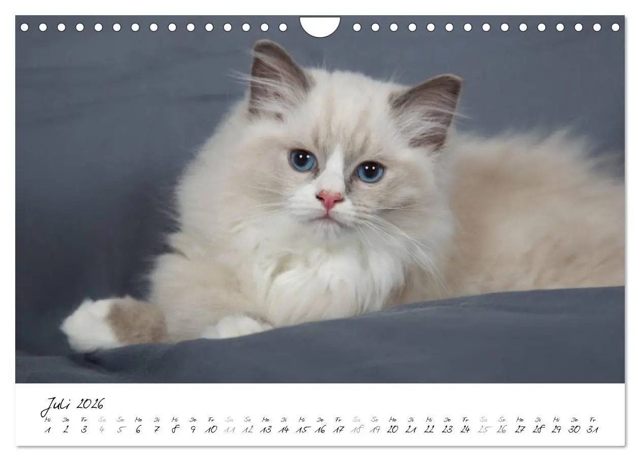 Bild: 9783516159691 | Ragdoll Kitten (Wandkalender 2026 DIN A4 quer), CALVENDO...