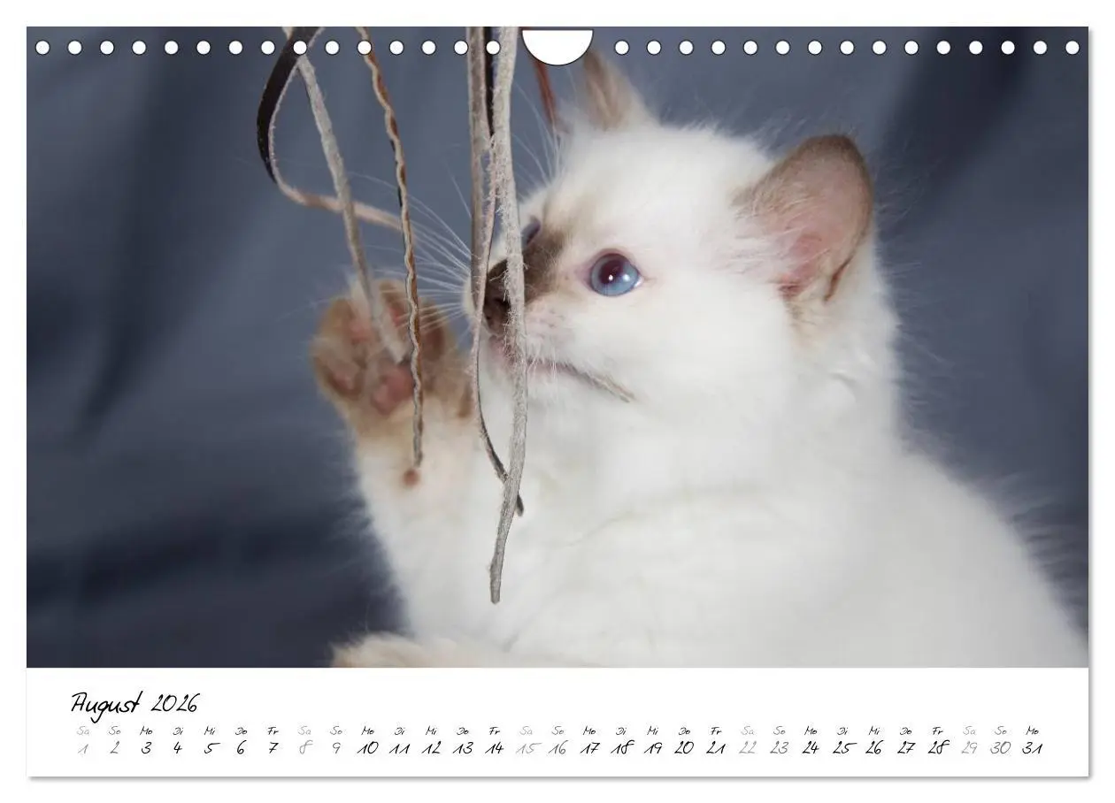 Bild: 9783516159691 | Ragdoll Kitten (Wandkalender 2026 DIN A4 quer), CALVENDO...