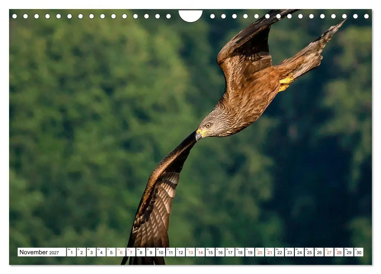 Bild: 9783569549791 | Heimische GREIFVÖGEL Adler Milan Bussard Weihe Sperber...
