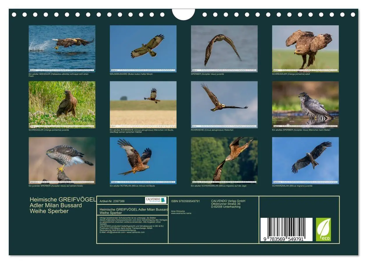 Bild: 9783569549791 | Heimische GREIFVÖGEL Adler Milan Bussard Weihe Sperber...