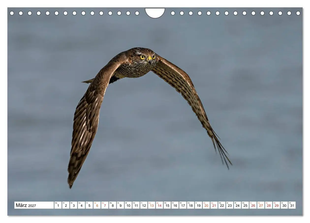Bild: 9783569549791 | Heimische GREIFVÖGEL Adler Milan Bussard Weihe Sperber...