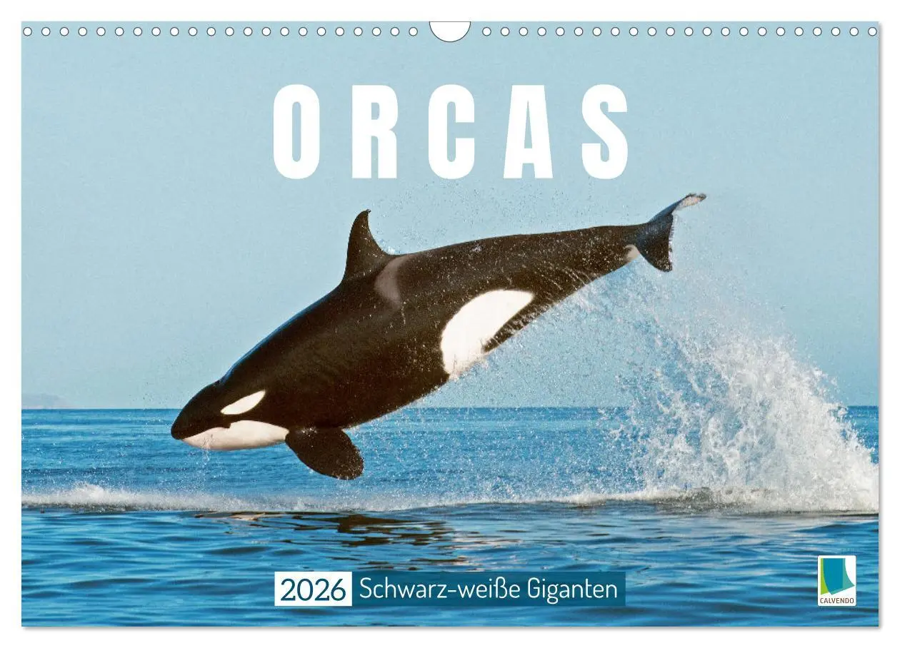 Cover: 9783457289891 | Orcas: Schwarz-weiße Giganten (Wandkalender 2026 DIN A3 quer),...
