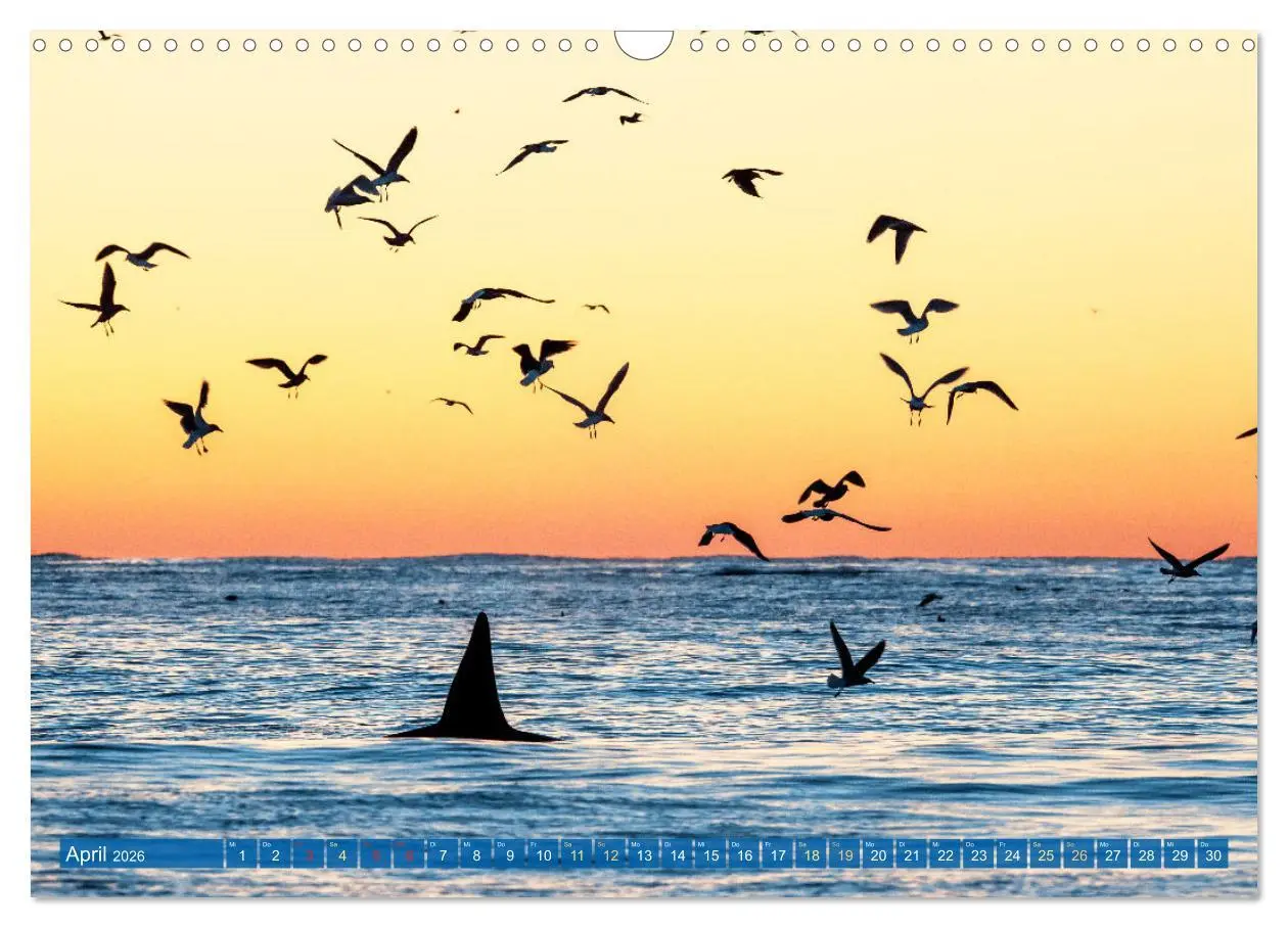 Bild: 9783457289891 | Orcas: Schwarz-weiße Giganten (Wandkalender 2026 DIN A3 quer),...